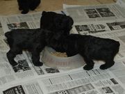 Cachorros de schnauzer miniatura negro con 34 días.  28-12-2009