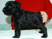 Cachorro de schnauzer miniatura negro el día 1 de Enero.  01-01-2010