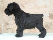 Cachorro macho de miniatura negro posado.