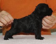 La hembra de la camada. Vera Da Volvoreta con 31 días de edad. Schnauzer miniatura negro. 25-12-2009