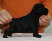 La hembra de la camada de schnauzers miniaturas negros. Vera Da Volvoreta con 31 días de edad. 25-12-2009
