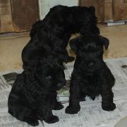 Cachorros de schnauzer mini negro preparados para comer 28-12-2009