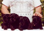 Cachorros de Schnauzer Miniatura Negro. Foto 001.