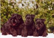 Cachorros de Schnauzer Miniatura Negro. Foto 002.