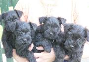 Cachorros de Schnauzer Miniatura Negro. Foto 003.