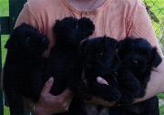 Cachorros de Schnauzer Miniatura Negro. Foto 004.