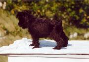 Cachorro de Schnauzer Miniatura Negro. Foto 007.