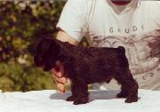 Cachorro de Schnauzer Miniatura Negro. Foto 010.