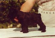 Cachorro de Schnauzer Miniatura Negro. Foto 011.