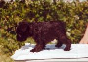 Cachorro de Schnauzer Miniatura Negro. Foto 012.