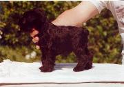 Cachorro de Schnauzer Miniatura Negro. Foto 014.