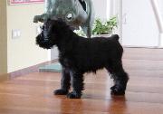 Cachorro de Schnauzer Miniatura Negro. Foto 015.