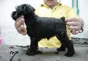 Cachorro de Schnauzer Miniatura Negro. Foto 018.