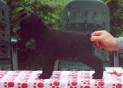 Cachorro de Schnauzer Miniatura Negro Posado. Foto 002.
