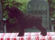 Cachorro de Schnauzer Miniatura Negro Posado. Foto 001.