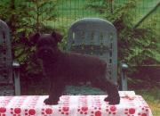 Cachorro de Schnauzer Miniatura Negro Posado. Foto 004.
