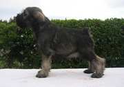Cachorro posado con 52 días de edad. Schnauzer miniatura sal y pimienta. 23-04-2005
