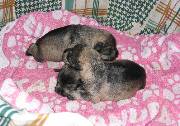 Cachorros de Schnauzer Miniatura Sal y Pimienta con 9 días de edad. Foto 008. 11-11-2003