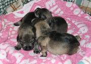 Cachorros de Schnauzer Miniatura Sal y Pimienta con 9 días de edad. Foto 009. 11-11-2003