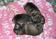 Cachorros de Schnauzer Miniatura Sal y Pimienta con 9 días de edad. Foto 010. 11-11-2003
