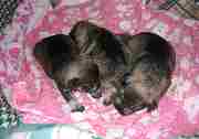 Cachorros de Schnauzer Miniatura Sal y Pimienta con 10 días de edad. Foto 012. 12-11-2003