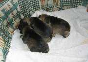 Cachorros de Schnauzer Miniatura Sal y Pimienta con 11 días de edad. Foto 013. 13-11-2003