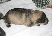 Cachorros de Schnauzer Miniatura Sal y Pimienta con 11 días de edad. Foto 014. 13-11-2003