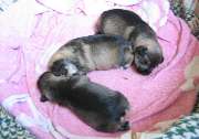 Cachorros de Schnauzer Miniatura Sal y Pimienta con 12 días de edad. Foto 016. 14-11-2003