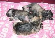 Cachorros de Schnauzer Miniatura Sal y Pimienta con 15 días de edad. Foto 020. 17-11-2003