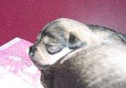 Cachorros de Schnauzer Miniatura Sal y Pimienta con 16 días de edad. Foto 022. 18-11-2003