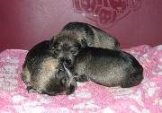 Cachorros de Schnauzer Miniatura Sal y Pimienta con 16 días de edad. Foto 023. 18-11-2003