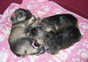 Cachorros de Schnauzer Miniatura Sal y Pimienta con 16 días de edad. Foto 025. 18-11-2003