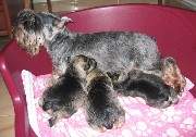Cachorros de Schnauzer Miniatura Sal y Pimienta con 17 días de edad. Foto 026. 19-11-2003