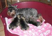 Cachorros de Schnauzer Miniatura Sal y Pimienta con 17 días de edad. Foto 027. 19-11-2003