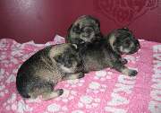 Cachorros de Schnauzer Miniatura Sal y Pimienta con 18 días de edad. Foto 029. 20-11-2003