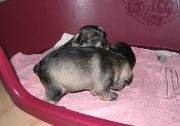 Cachorros de Schnauzer Miniatura Sal y Pimienta con 21 días de edad. Foto 030. 23-11-2003