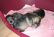 Cachorros de Schnauzer Miniatura Sal y Pimienta con 21 días de edad. Foto 031. 23-11-2003