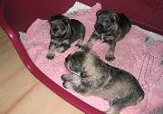 Cachorros de Schnauzer Miniatura Sal y Pimienta con 21 días de edad. Foto 032. 23-11-2003