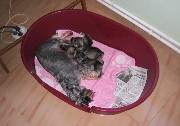 Cachorros de Schnauzer Miniatura Sal y Pimienta con 22 días de edad. Foto 033. 24-11-2003