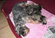 Cachorros de Schnauzer Miniatura Sal y Pimienta con 22 días de edad. Foto 034. 24-11-2003