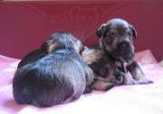 Cachorros de Schnauzer Miniatura Sal y Pimienta con 22 días de edad. Foto 036. 24-11-2003
