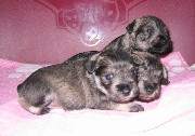 Cachorros de Schnauzer Miniatura Sal y Pimienta con 22 días de edad. Foto 037. 24-11-2003