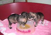 Cachorros de Schnauzer Miniatura Sal y Pimienta con 25 días de edad. Foto 042. 27-11-2003
