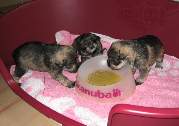 Cachorros de Schnauzer Miniatura Sal y Pimienta con 25 días de edad. Foto 043. 27-11-2003
