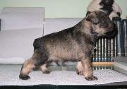 Cachorros de Schnauzer Miniatura Sal y Pimienta con 30 días de edad. Foto 047. 02-12-2003