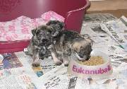 Cachorros de Schnauzer Miniatura Sal y Pimienta con 31 días de edad. Foto 048. 03-12-2003