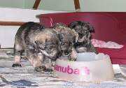 Cachorros de Schnauzer Miniatura Sal y Pimienta con 31 días de edad. Foto 049. 03-12-2003