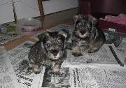 Cachorros de Schnauzer Miniatura Sal y Pimienta con 37 días de edad. Foto 050. 09-12-2003