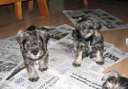 Cachorros de Schnauzer Miniatura Sal y Pimienta con 37 días de edad. Foto 051. 09-12-2003