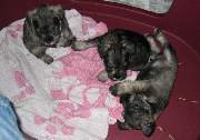 Cachorros de Schnauzer Miniatura Sal y Pimienta con 37 días de edad. Foto 053. 09-12-2003